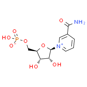 β-煙酰胺單核苷酸；NMN